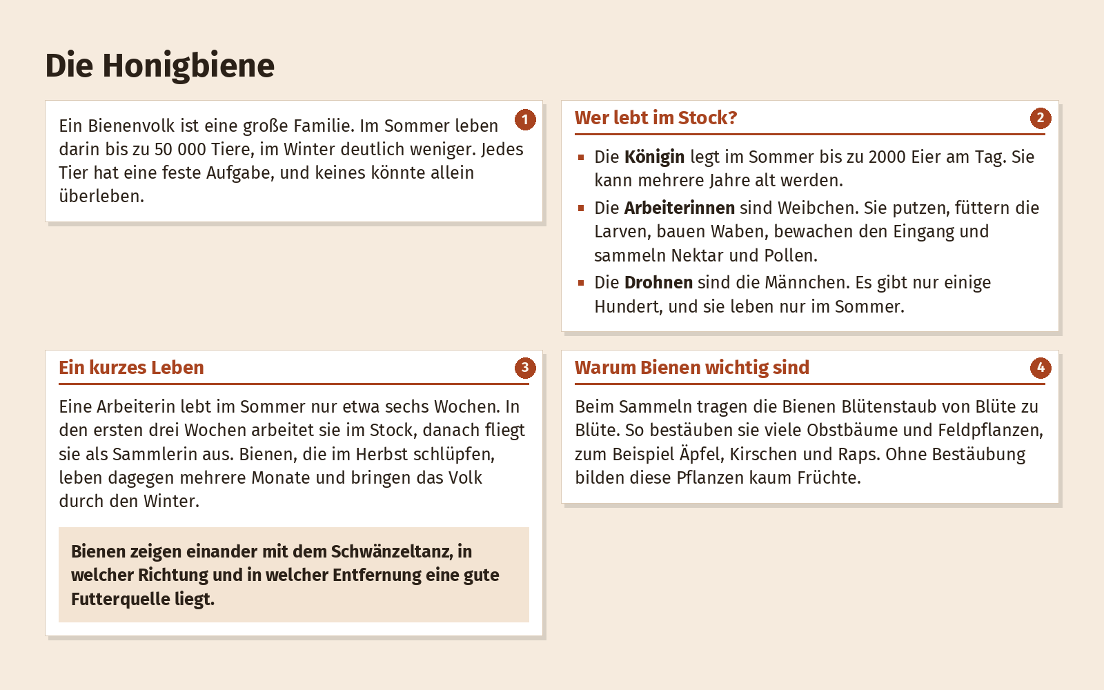 Textbild „Die Honigbiene“, erste Fassung